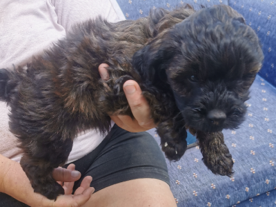 Dogs – Saint Marys