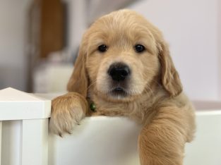 Golden Retriever – Tamborine Mountain