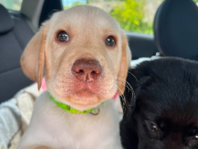 Labrador Retriever – Clinton