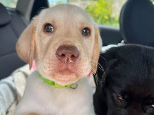 Labrador Retriever – Clinton