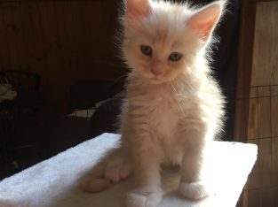 Maine Coon – Karnup