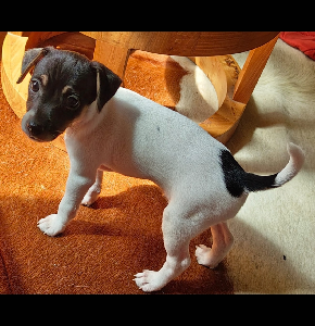 Tenterfield Terrier – Marsden Park