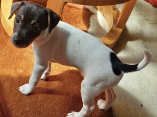 Tenterfield Terrier – Marsden Park