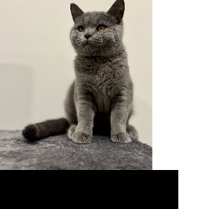 British Shorthair – Kalkallo