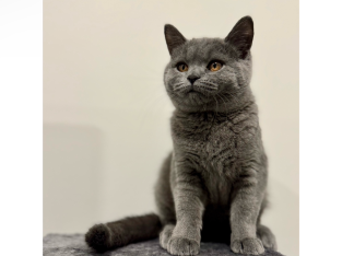 British Shorthair – Kalkallo