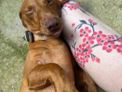 Dachshund – Mount Sheridan