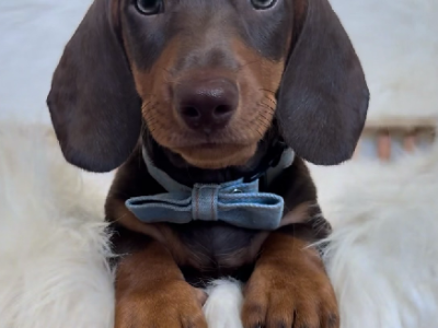 Dachshund – Boonah