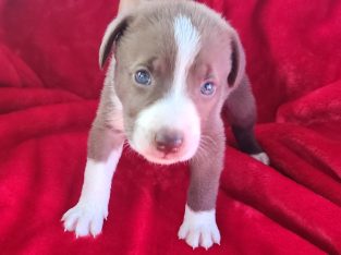 Dogue De Bordeaux – Old Bar