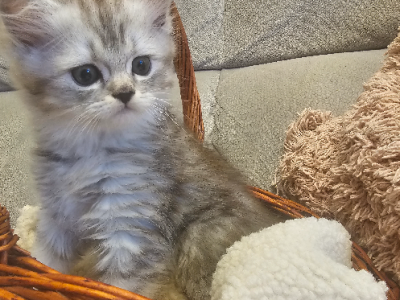 Other Cats – Peakhurst