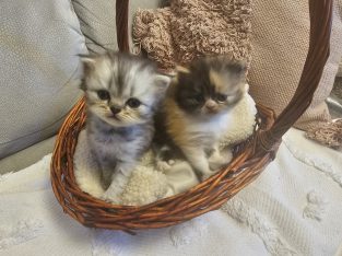 Persian – Peakhurst