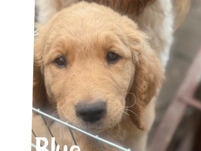 Goldendoodle – Warrnambool