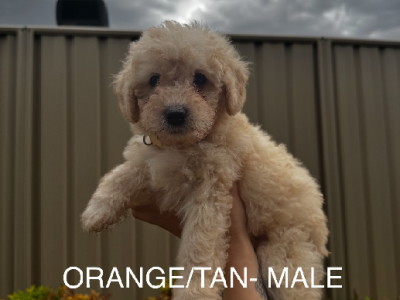 Cavoodle – Wodonga