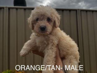 Cavoodle – Wodonga