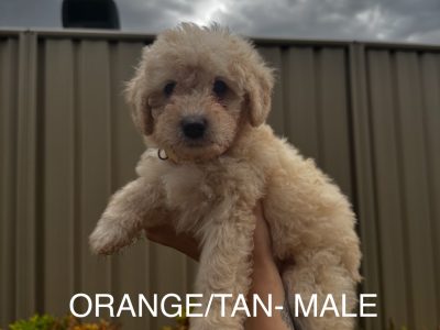 Cavoodle – Wodonga