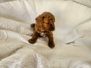 Cavoodle – Baldivis