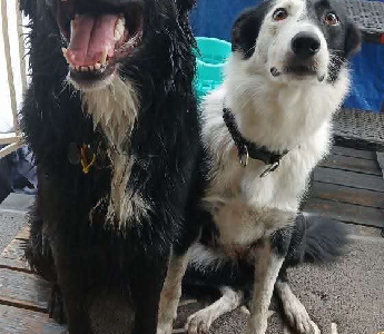 Border Collie – Ripley