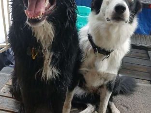 Border Collie – Ripley