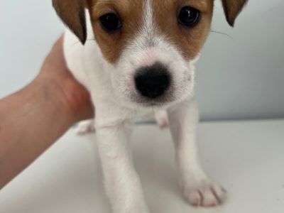 Jack Russell – Tolmie