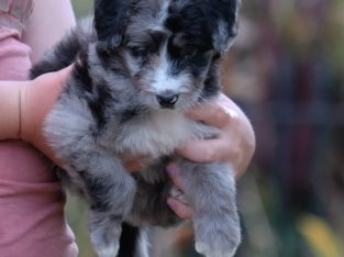 Bordoodle – Lismore