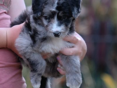 Bordoodle – Lismore