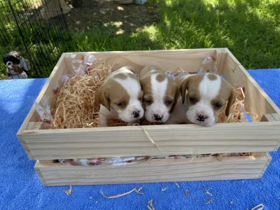 Beaglier – Glossodia