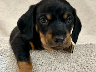 Miniature Dachshund – Nowra