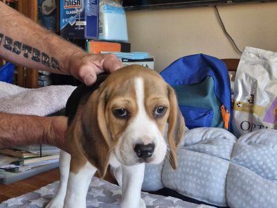 Beagle – Stratton