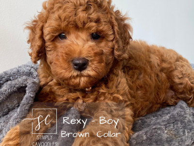 Cavoodle – Maryborough