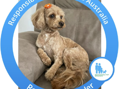 Cavoodle – Ellenbrook