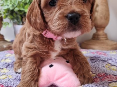 Cavoodle – Donnybrook