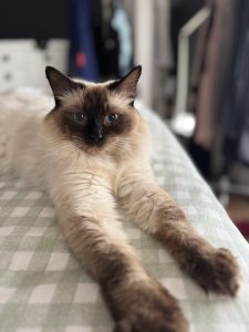 Ragdoll – Brookfield