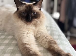 Ragdoll – Brookfield