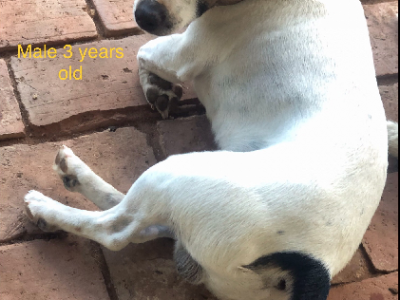 Jack Russell – Mildura