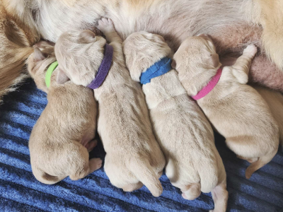 Golden Retriever – Albury