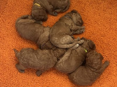 Poodle Mini – North Lakes