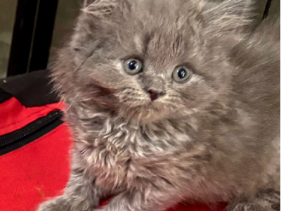 British Shorthair – Whittlesea