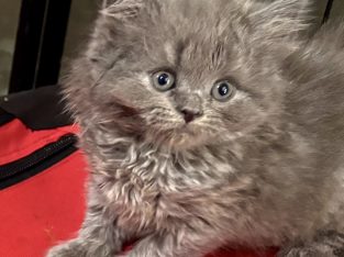 British Shorthair – Whittlesea