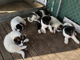 Akita – Herne Hill