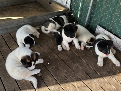 Akita – Herne Hill