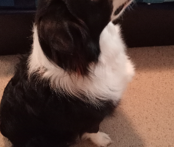 Border Collie – Ulladulla