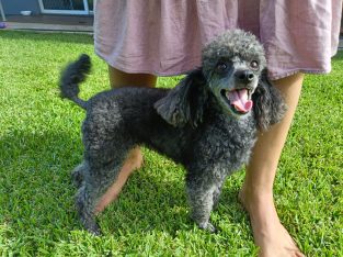 Toy Poodle – Gilston