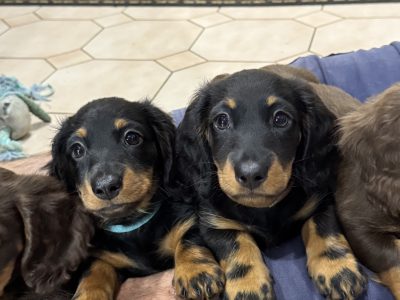 Miniature Dachshund – Shepparton