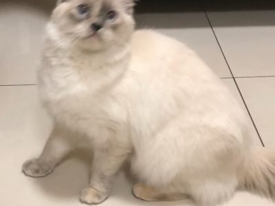 Ragdoll – Condell Park