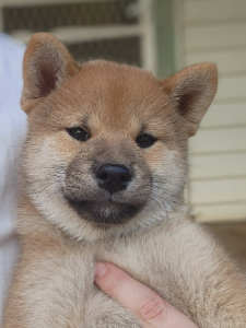 Shiba Inu – Barmedman