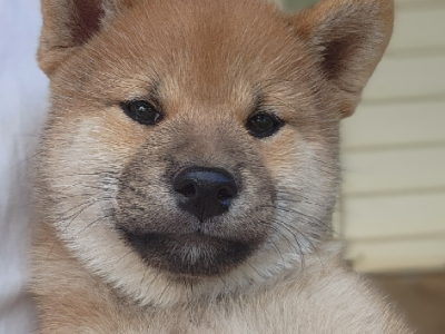 Shiba Inu – Barmedman