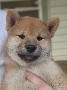Shiba Inu – Barmedman