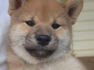 Shiba Inu – Barmedman