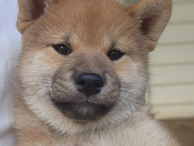 Shiba Inu – Barmedman