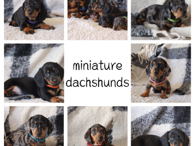 Dachshund – Rockingham