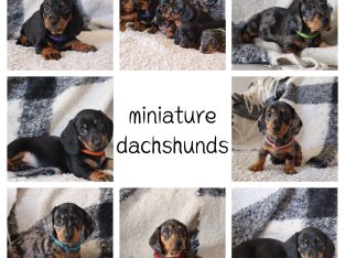 Dachshund – Rockingham
